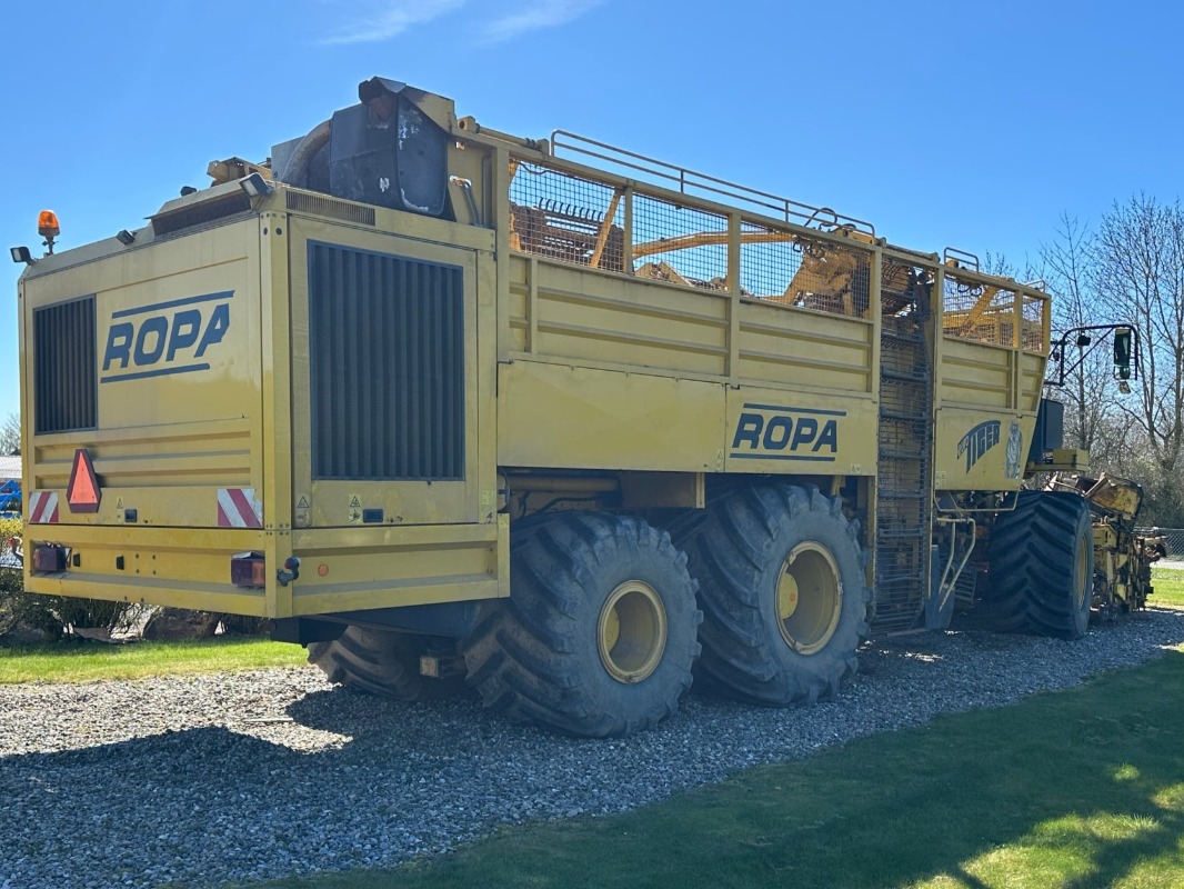 Ropa Euro Tiger - back